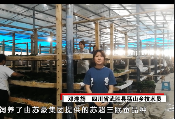 6. 創新：蘇超三眠蠶品種_副本.png