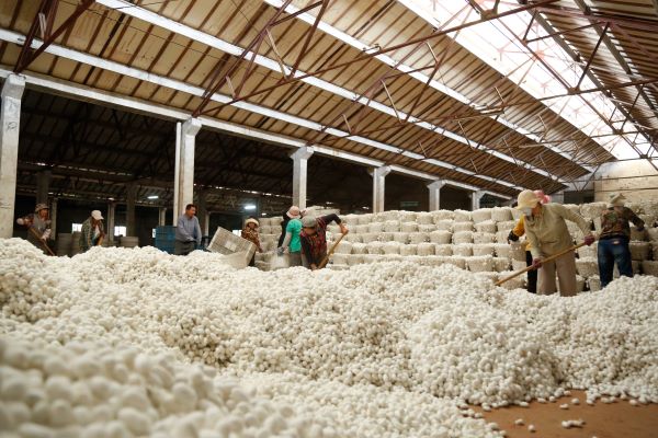 1728870502124291.jpg 收繭現場.JPG